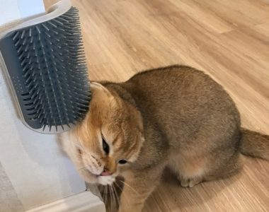 The Essential Guide to the Cats Self-Grooming Corner Comb